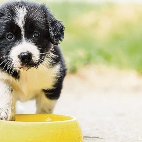 Tränkebecken für unsere Hunde