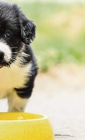 Tränkebecken für unsere Hunde