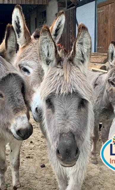 Start up Lindenhof e.V. Initiativen für Mensch und Natur