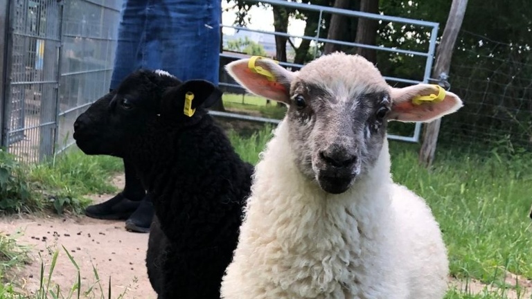 Unterstützung der Tiere auf der Kinder- und Jugendfarm Darmstadt e.V.
