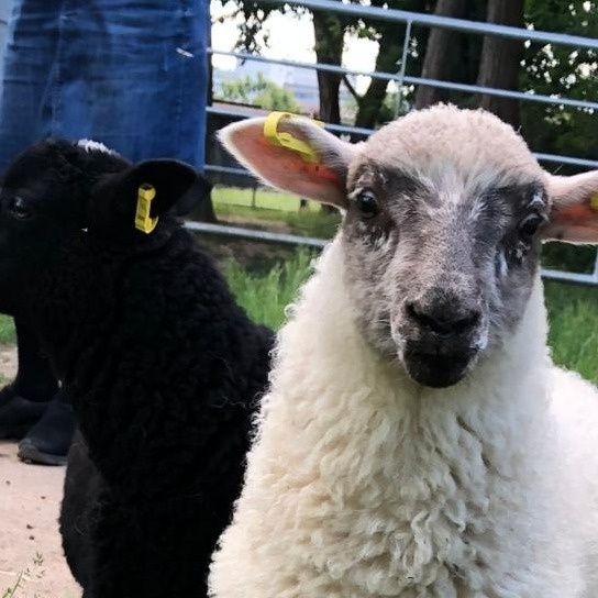 Unterstützung der Tiere auf der Kinder- und Jugendfarm Darmstadt e.V.