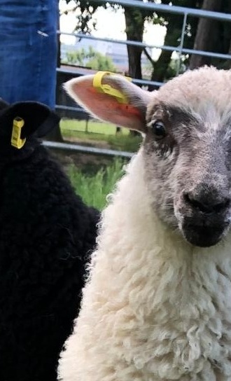 Unterstützung der Tiere auf der Kinder- und Jugendfarm Darmstadt e.V.