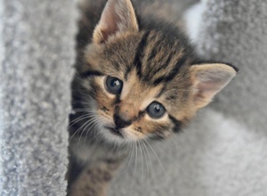 Kastrationsaktion Streunerkatzen