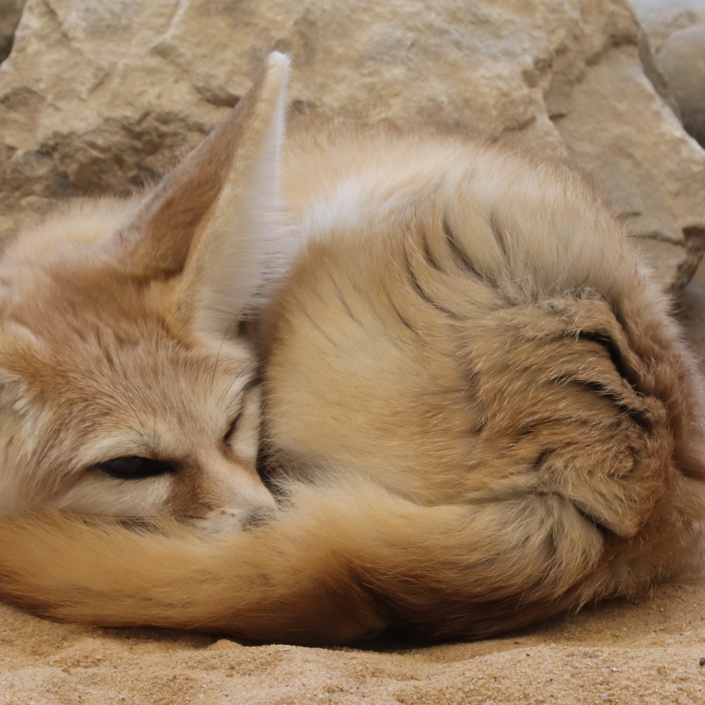 Ein Zuhause für Fenneks