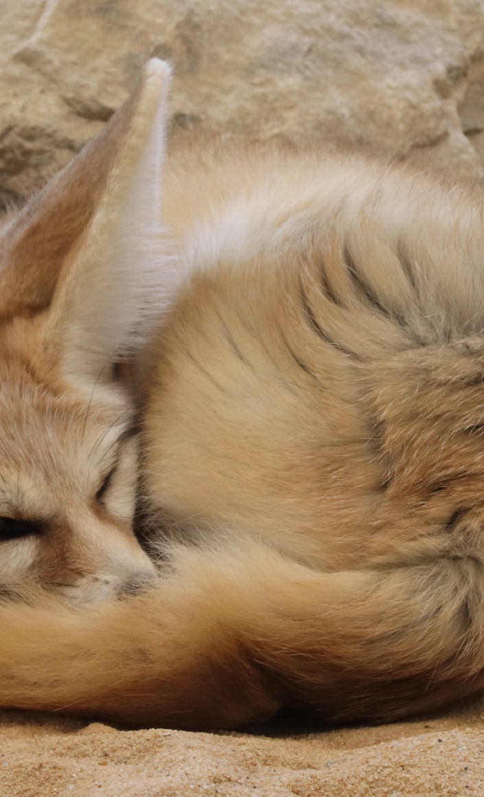 Ein Zuhause für Fenneks