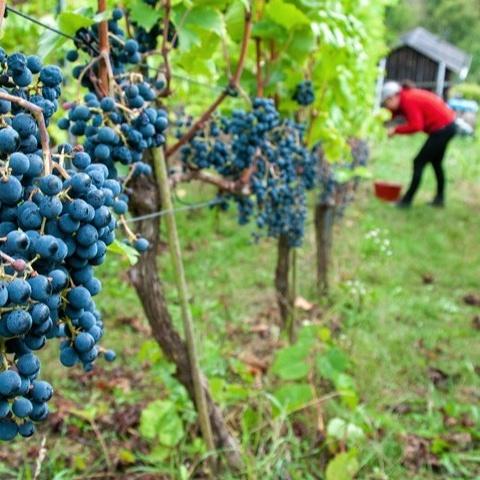 Limburger Schlosswingert e.V. - Werkzeuge für die Arbeit im Weinberg
