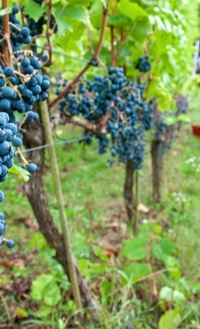 Limburger Schlosswingert e.V. - Werkzeuge für die Arbeit im Weinberg