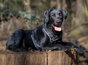 Z-Generation: der nächste Schritt zum Assistenzhund