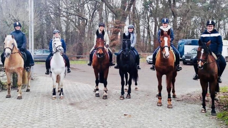 Neues Therapie - und Schulpferd