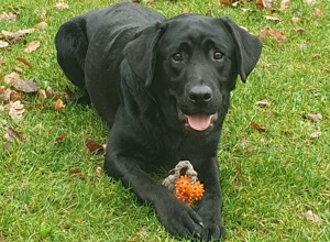 Assistenzhundeausbildung für Labrador-Rüde Magic