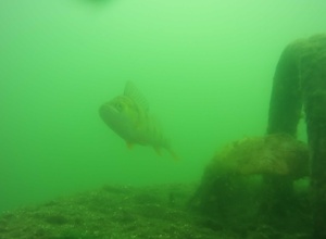 Anschaffung von Zubehör für die Unterwasserdrohne