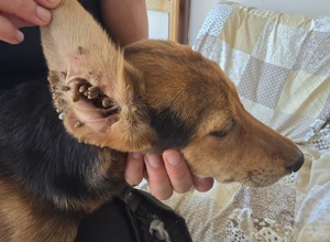 Jetzt schon an den Sommer denken – Schutz für unsere Hunde in Griechen