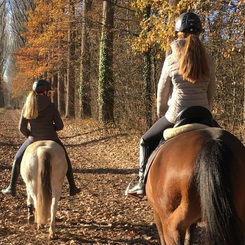 Schulpferd / Voltipferd