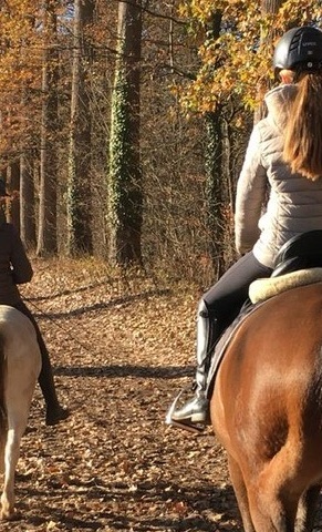 Schulpferd / Voltipferd