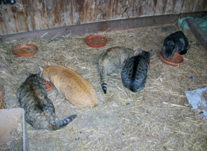 Ausrüstung für Katzen-Kastrationsaktionen