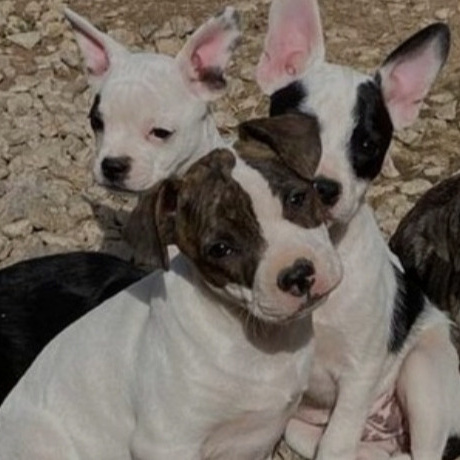 Help for Dogs