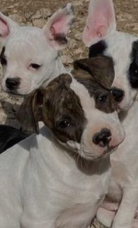 Help for Dogs