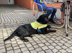 Assistenzhundeausbildung für Labrador-Rüde Fredy