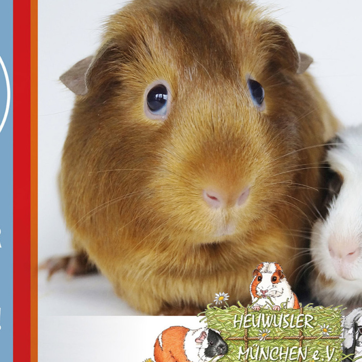 Tierarztkosten für 78 Notmeerschweinchen