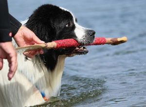 Video - Hunde-Wasserarbeit; mit neuem Motor zu neuen Zielen