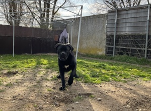 Artgerechter Aussenbereich für unsere Hunde