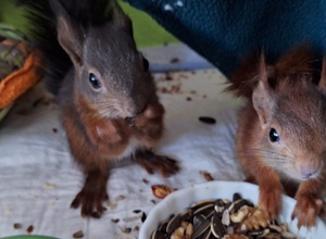 Video - Artenschutzprojekt Eichhörnchen (Aufzucht und Auswilderung)