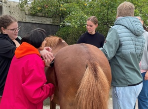 Tiergestütztes Arbeiten mit Pferden für Menschen mit Behinderung