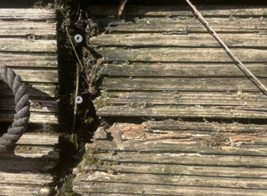 Eine neue Katzenterrasse für unseren Tierschutzhof