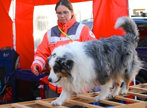 Einsatzfahrzeug für Suchhunde