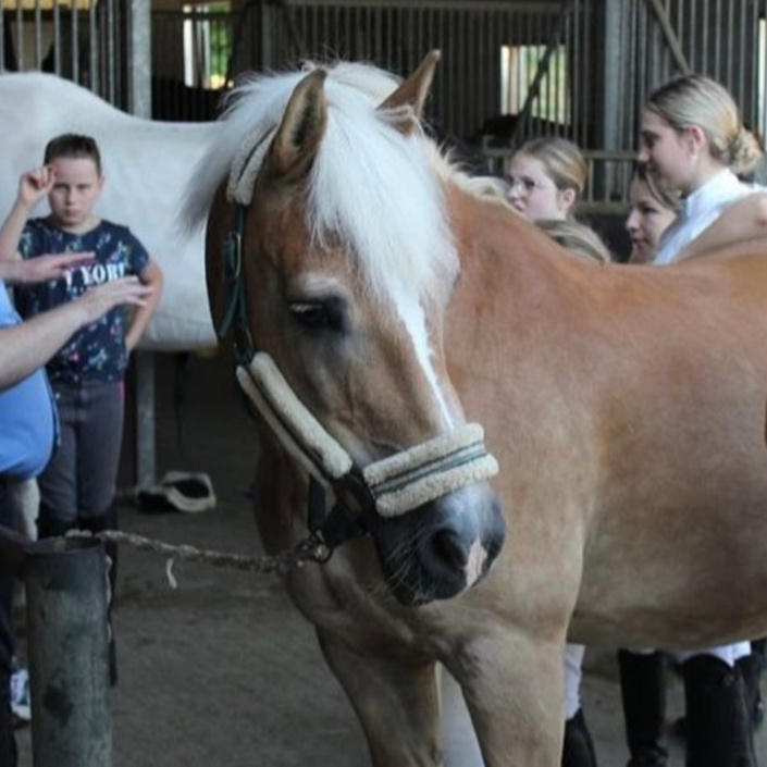 Ein Schulpferd als neues Teammitglied in unserem Verein