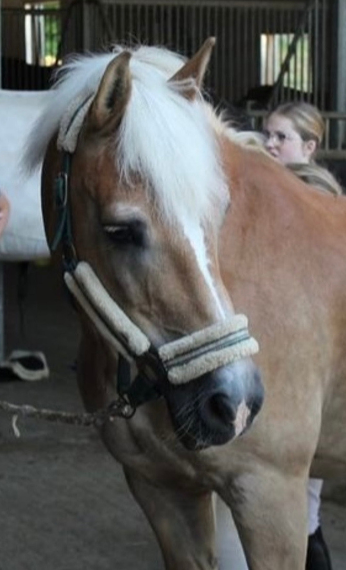Ein Schulpferd als neues Teammitglied in unserem Verein