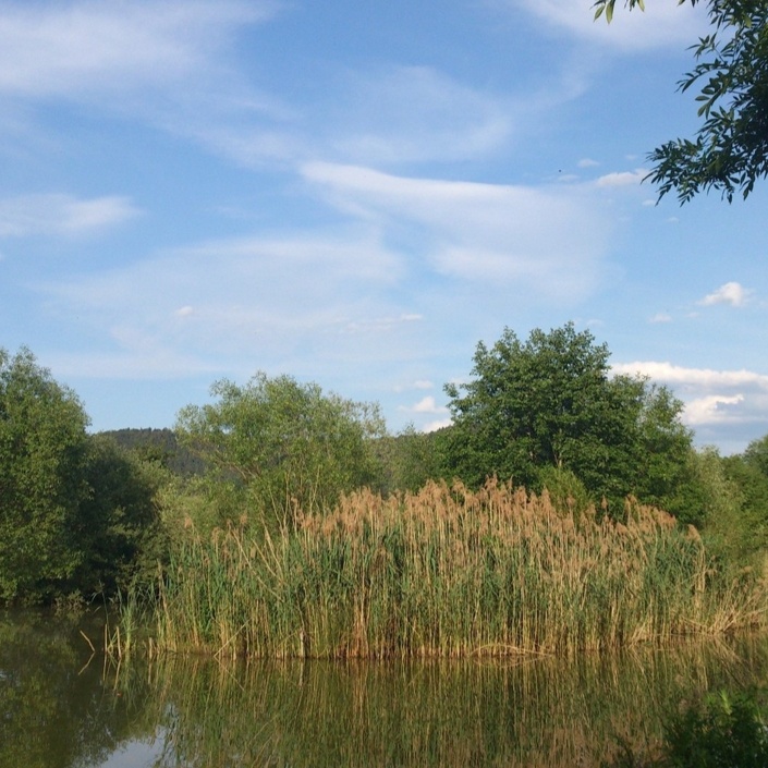 Eidechsenhotel und Uferbefestigung am Auenweiher + Fassadenreparatur