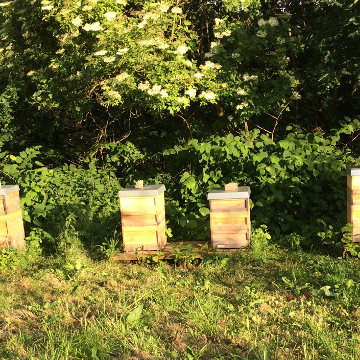 Bienencampingplatz zur Nachwuchsförderung