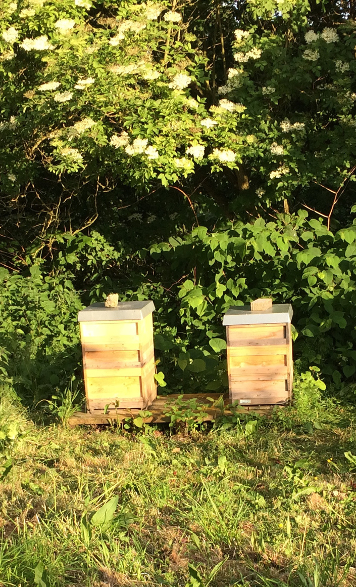 Bienencampingplatz zur Nachwuchsförderung