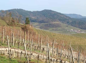 Aussichtsplattform am Bienenberg