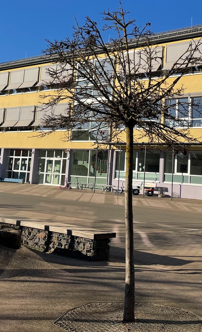 Klettergerüst für die Grundschule Weilerbach