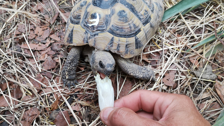 Erste Hilfe für Schildkröten