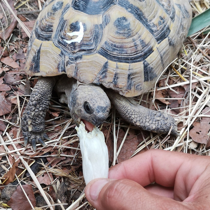 Erste Hilfe für Schildkröten