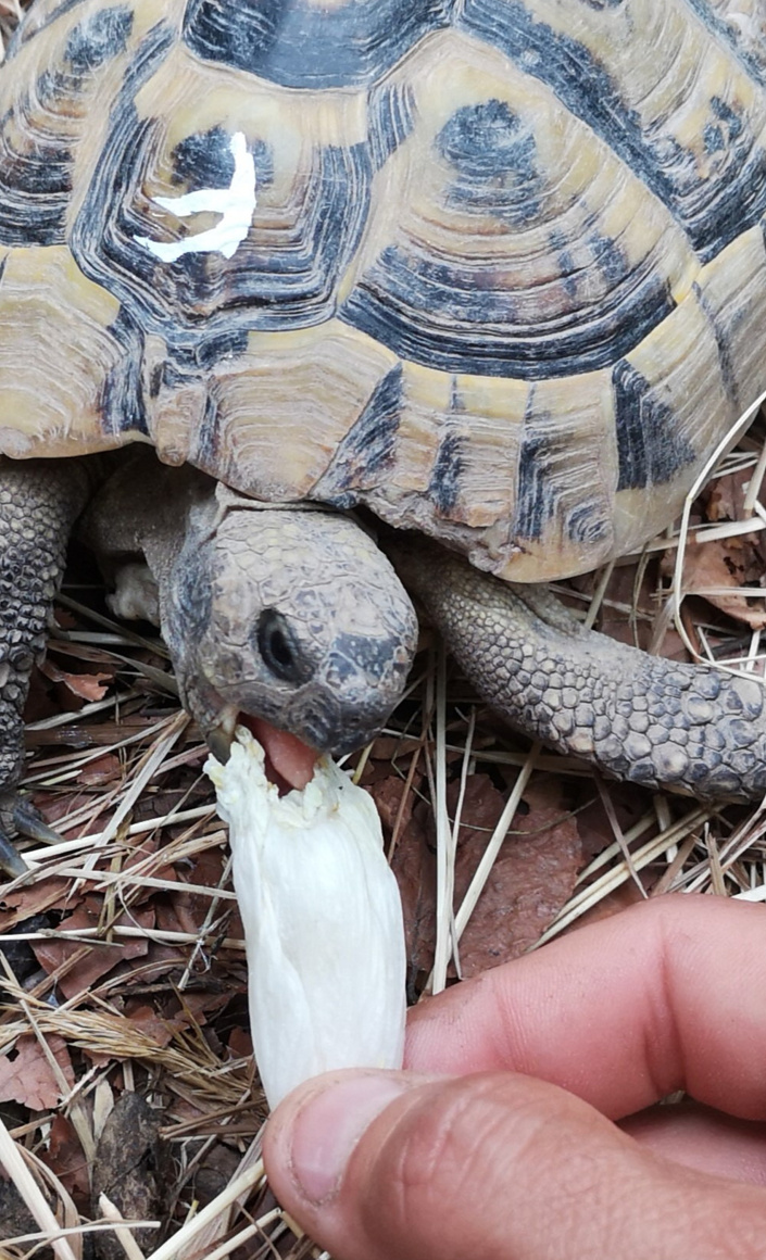 Erste Hilfe für Schildkröten