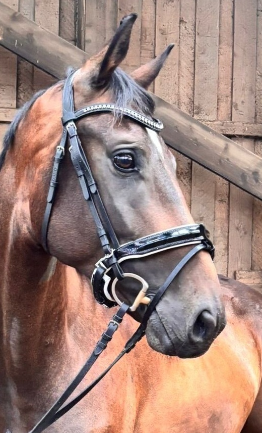 Neues Pferd für unseren Sport