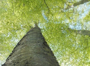 Zukunftswald, für die Wilde Argen, für uns Alle
