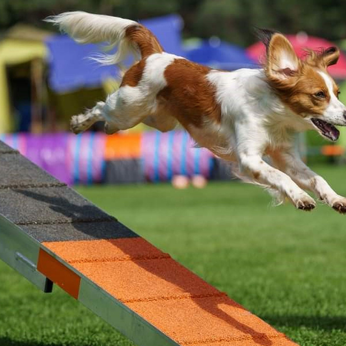 Agility Team Heek: Neue Agility Geräte für Turnierausrichtung
