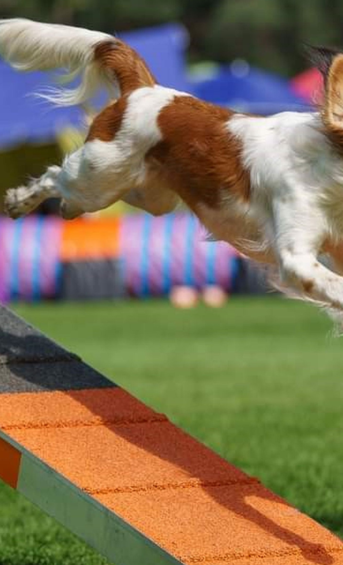 Agility Team Heek: Neue Agility Geräte für Turnierausrichtung