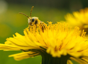 Bayreuths insektenfreundlicher Naturgarten