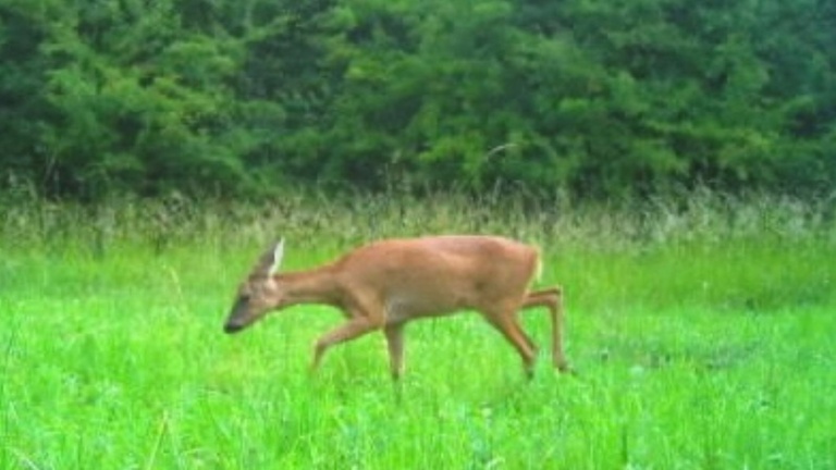 Wildtiere sind unsere Leidenschaft - KitzGuard Trier e.V.