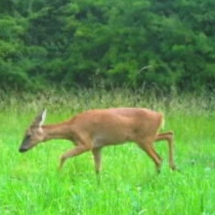 Wildtiere sind unsere Leidenschaft - KitzGuard Trier e.V.