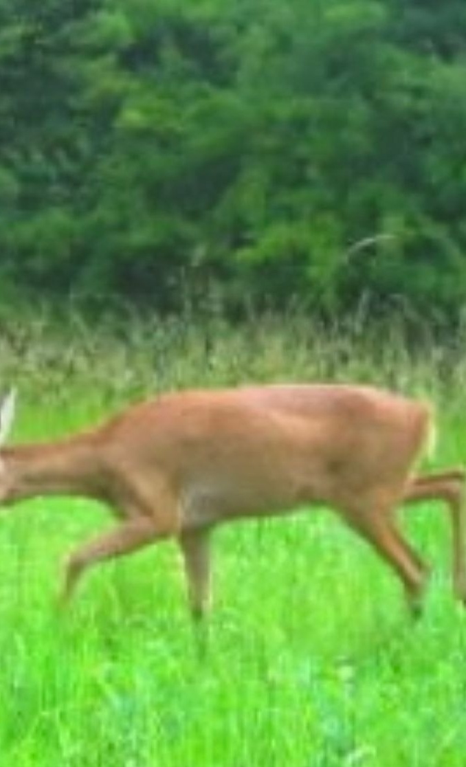 Wildtiere sind unsere Leidenschaft - KitzGuard Trier e.V.