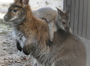 Solaranlage für den Vogelpark Viernheim