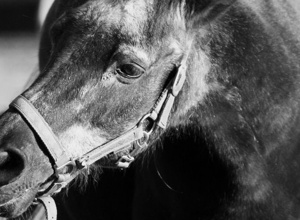Unser Gnadenhof für Tiere