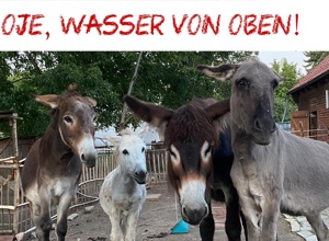 Esel-Putzplatz für Buller&Bü